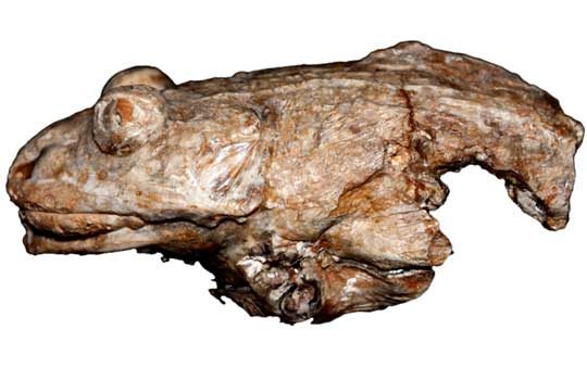 thaumastosaurus1-3821486