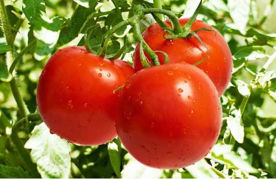tomatillo-9812095