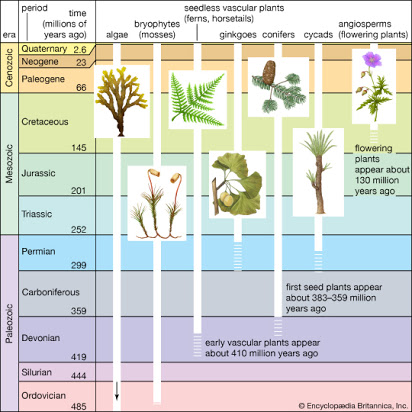Растения мезозойской эры