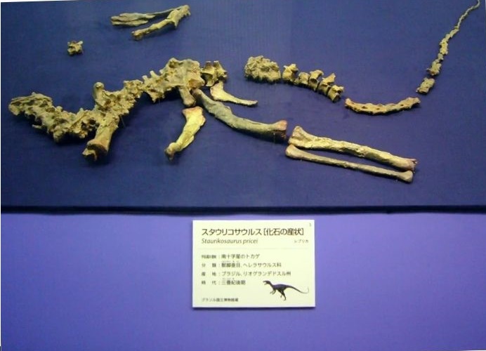 Найденные останки ставрикозавра