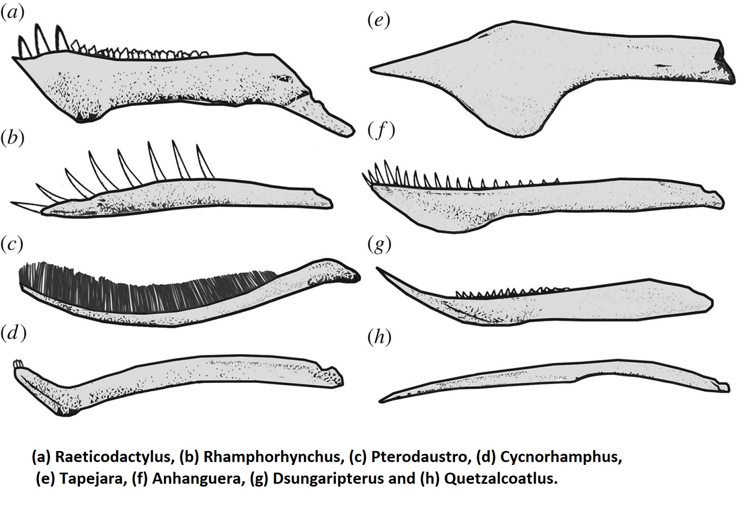Разнообразте зубов птерозавров