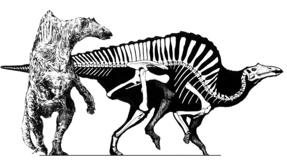 Строение скелета Уранозавра